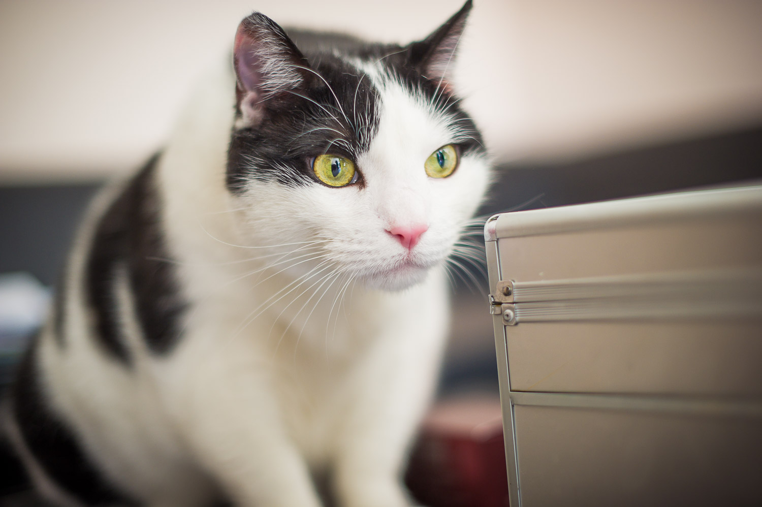 chat mariée