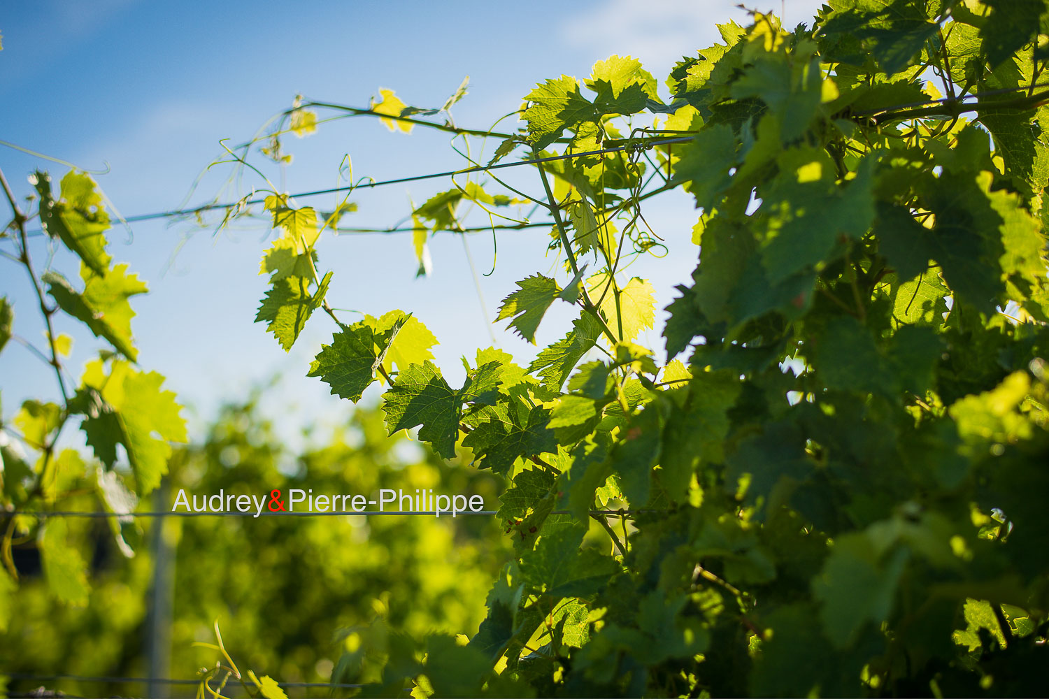 Mariage dans les vignes